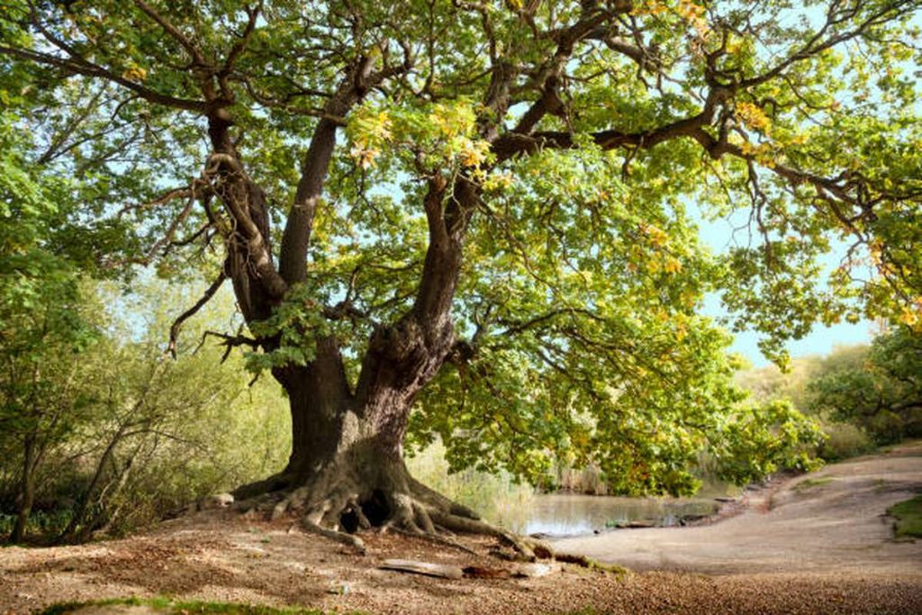 Epping Forest Oak